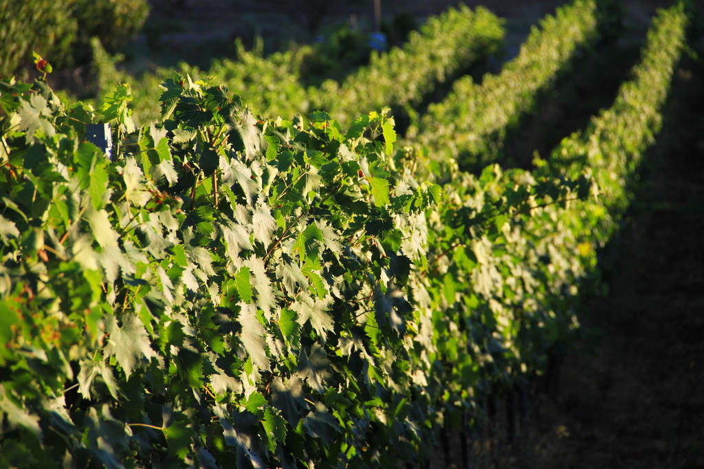 Agriturismo San Mauro Capalbio Eksteriør bilde
